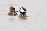 Hooded Mergansers_34321crop